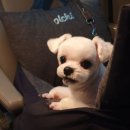 펫120 이미지