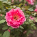 도당애견 이미지