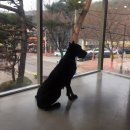 (주)위드독 이미지