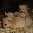 똥강아지 이미지