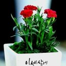 하얀나무