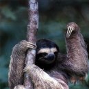 나무늘보 이미지