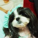 리틀애견 이미지