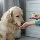 동물심장병원 진심 이미지