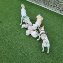 뛰뛰하개 이미지