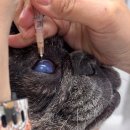 으뜸원동물병원 이미지