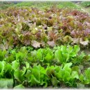 벧엘사슴농장 이미지