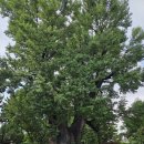 UR(파주시)-[교하로]-하-40 | 집이냐 나라냐: 공민왕 몽진 루트를 따라서 <하>