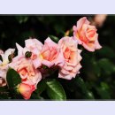 곡성-057 이미지