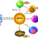 MDSC 이미지