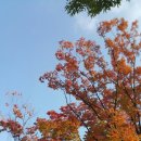 서울 대공원 1 ,가을장미와 가을 국화 이미지