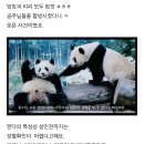 우리나라 첫 판다 교배 실패이유 🐼 이미지