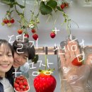 우주농장 | 강릉 가볼만한곳 딸기체험농장추천 우주딸기 당일 예약 가능