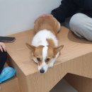 아르멍미르멍 이미지