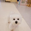 도그레스트 | 부천시청 점 힐스테이트 애견유치원 도그인포레스트 다녀온 후기!