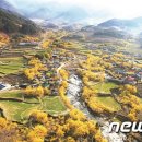 산수유 이미지