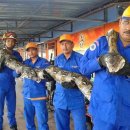 길이 8m·무게 250kg…세계에서 가장 큰 뱀 이미지
