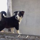 똥깡아지네 이미지