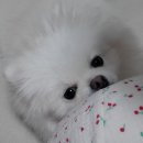 플러피독 이미지