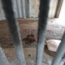 작전목장 이미지