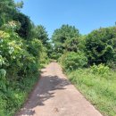 오조리-8 이미지