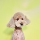 몽쉘몽봉 이미지