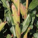 싱싱팜농장 이미지