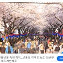 2025년 3월 28일 ~ 30일 제주 전농로 왕벚꽃축제 후기, 인기체험, 인근맛집, 추천 숙소, 교통정보, 3월...
