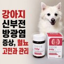 벽신장 | 강아지 신부전 방광염 증상, 혈뇨 고민과 관리? 강아지 신장영양제 유레날 꾸준히 급여 중!