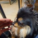 왈왈펫카페 이미지