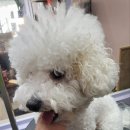 521펫살롱 이미지