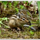 아기다람쥐 이미지