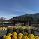 거창사건 추모공원 | 제18회 거창사건 추모공원 국화관람회_김혜정 기자