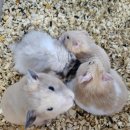 매산리 538 이미지