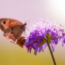 꽃과 나비 이미지