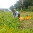 김종군농장 이미지