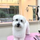 오도르봉 이미지