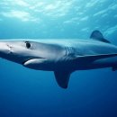 상어 이미지