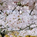 삼평동667-7 | 성남 판교 벚꽃 명소 운중천 탄천 벚꽃 만개