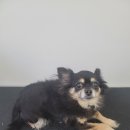 아라애견 이미지