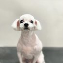 희동이의 하루 이미지