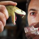 ■■■■■How horses to save humans from venom(Snakebite) 이미지