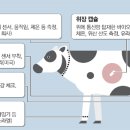 카우