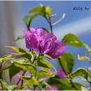 안산식물원 이미지