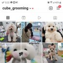 큐브애견미용학원 이미지