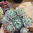 라즈베리아이스자연군생 이미지