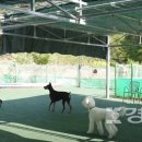 애견운동공원(하절기) 이미지