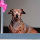 안양동물병원 이미지