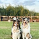 개들랜드 이미지