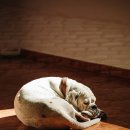 건강한 강아지 이미지